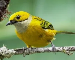 Tangara icterocephala