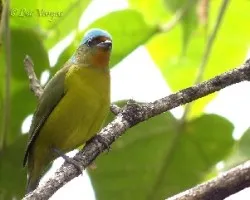Euphonia elegantissima