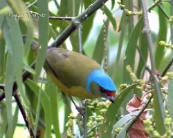 Euphonia elegantissima