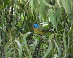 Euphonia elegantissima