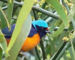 Euphonia elegantissima