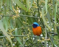 Euphonia elegantissima