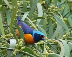 Euphonia elegantissima