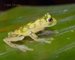 Hyalinobatrachium valerioi