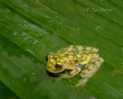 Hyalinobatrachium valerioi