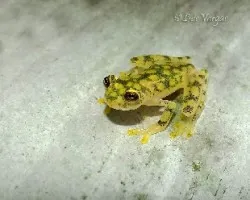 Hyalinobatrachium valerioi