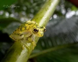 Hyalinobatrachium valerioi