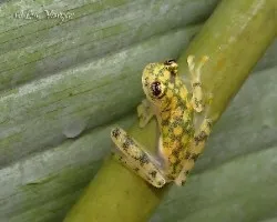 Hyalinobatrachium valerioi