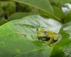 Sachatamia albomaculata