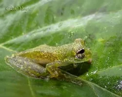 Sachatamia albomaculata