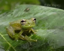 Sachatamia albomaculata