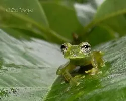 Sachatamia albomaculata