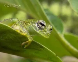 Sachatamia albomaculata