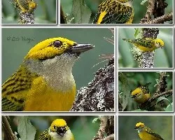 Tangara icterocephala