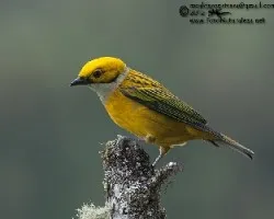 Tangara icterocephala