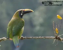 Aulacorhynchus prasinus