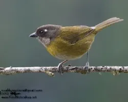 Chlorospingus ophthalmicus