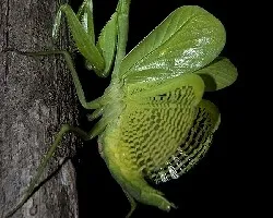 Mantis