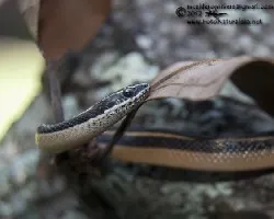 Coniophanes piceivittis