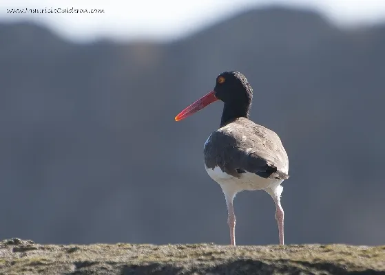 Haematopus palliatus