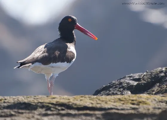 Haematopus palliatus