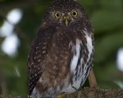 Glaucidium costaricanum