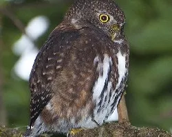 Glaucidium costaricanum