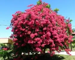 Bougainvillea spectabilis