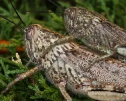 Anacridium aegyptium