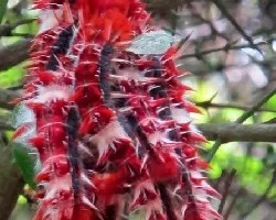 Morpho epistrophus argentinus