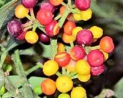 Schefflera arboricola