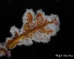 Como si fueran diamantes