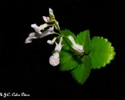Plectranthus verticillatus