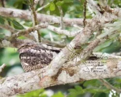 Chordeiles acutipennis