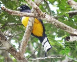 Trogon melanocephalus