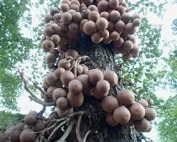 Couroupita guianensis