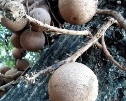 Couroupita guianensis