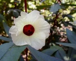  hibiscus sabdariffa