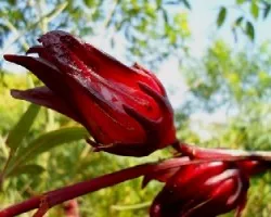  hibiscus sabdariffa