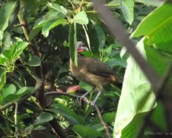 Ortalis ruficauda