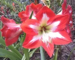 Hippeastrum  sp