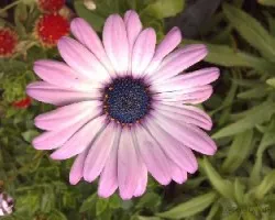 Osteospermum fruticosum = Dimorphoteca fruticosa