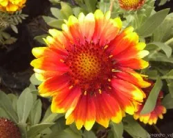 Gaillardia aristata