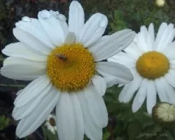 Chrysanthemun leaucanthemum