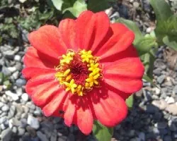 Zinnia