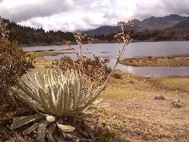 Frailejón