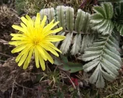 Taraxacum officinale