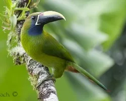 Aulacorhynchus prasinus