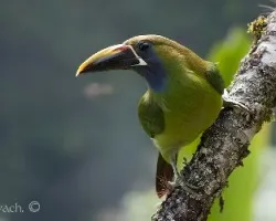 Aulacorhynchus prasinus