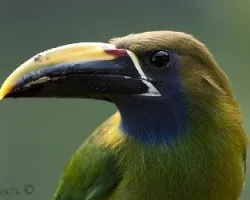 Aulacorhynchus prasinus